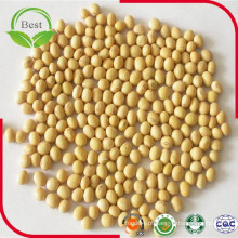 Feijão de soja de 3 a 4 mm de germinação da China